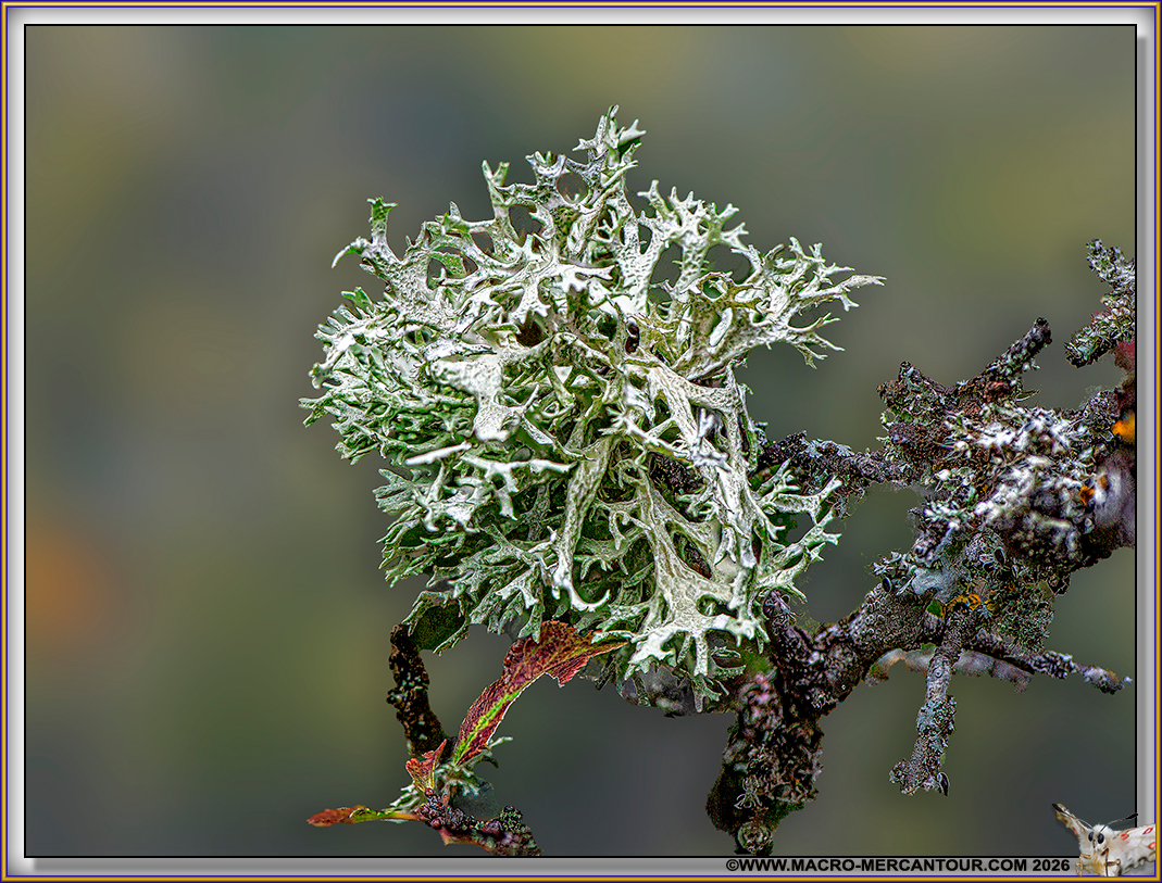 Lichens