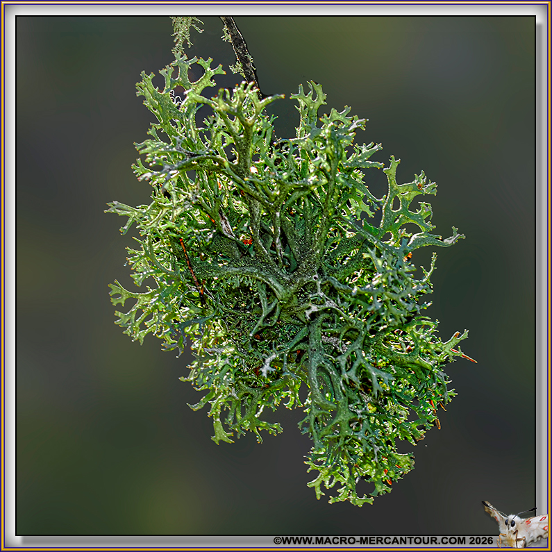 Lichens