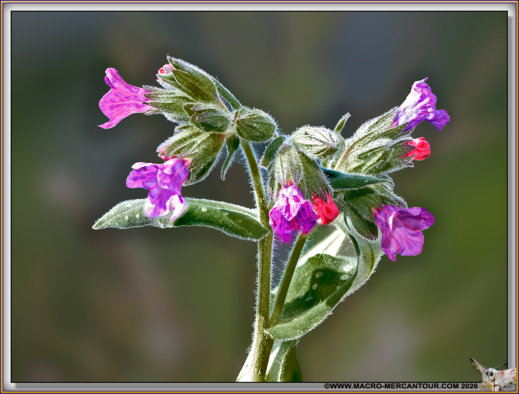 Pulmonaires