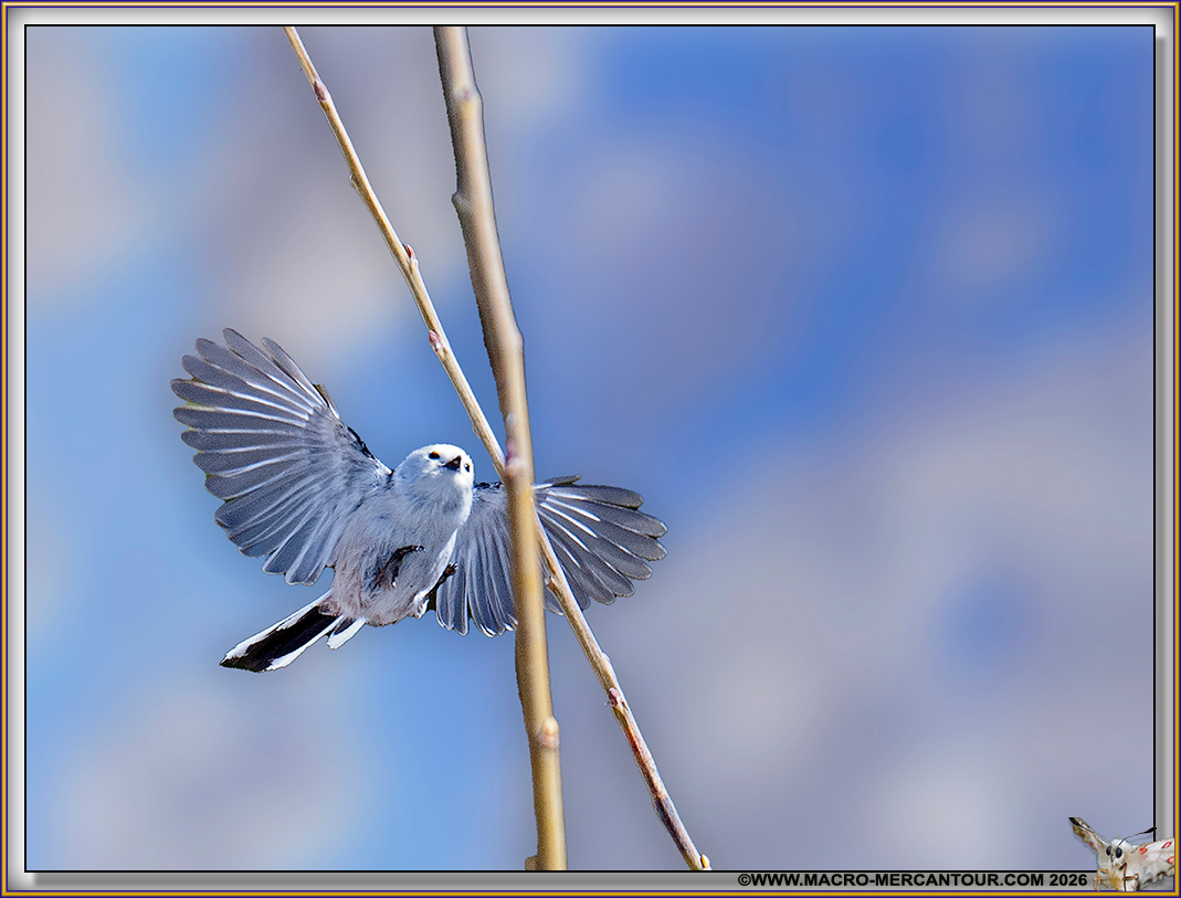 M&eacute;sange longue queue