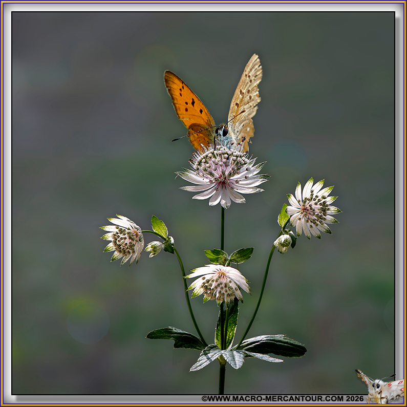 Cuivr&eacute; de la Verge d'Or