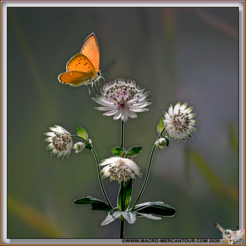 Cuivr&eacute; de la Verge d'Or