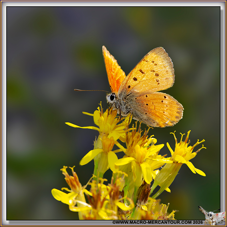 Cuivr&eacute; de la Verge d'Or